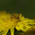 Blütenbestäubte Biene