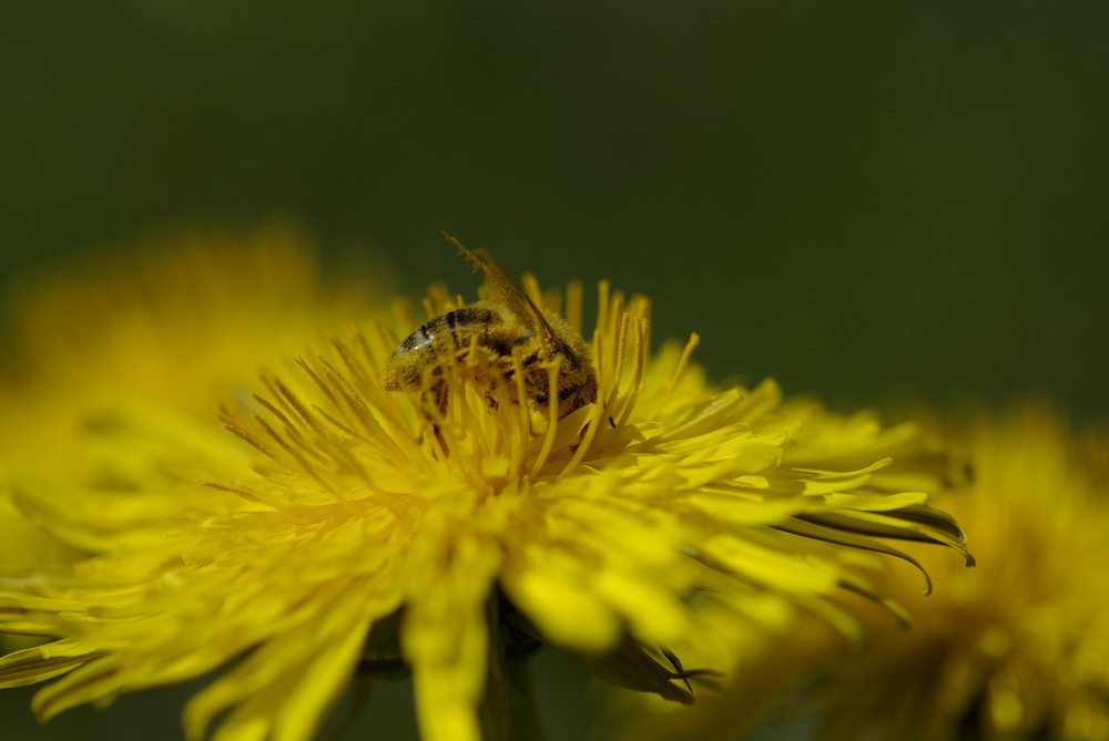 Blütenbestäubte Biene