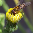 Blütenbesuch