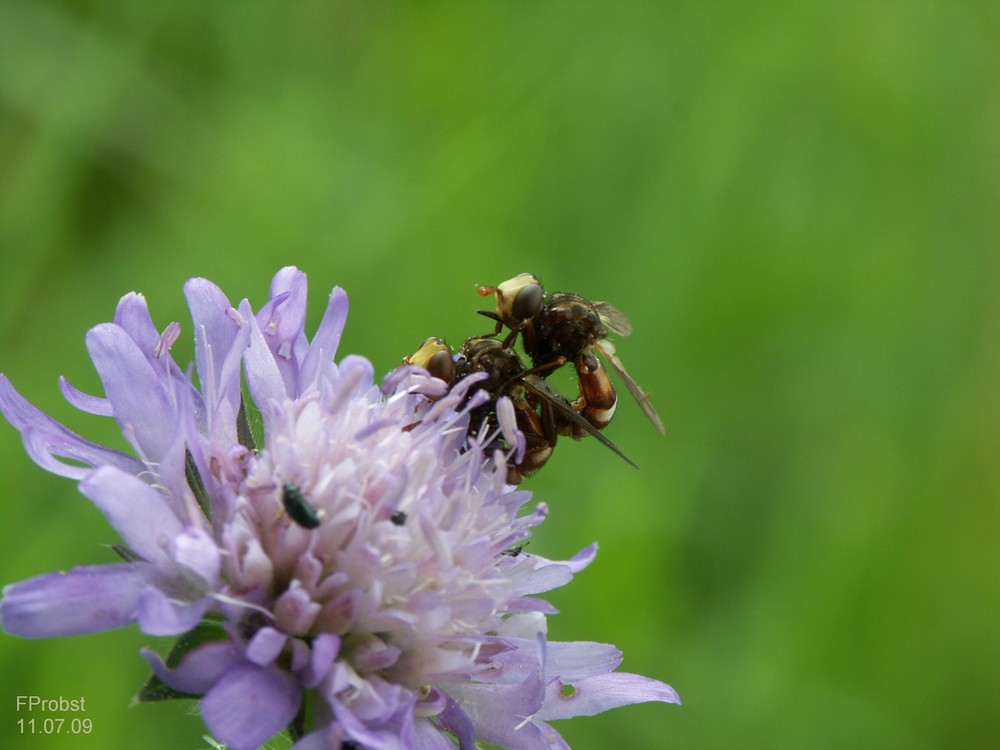 Blütenbesuch 1