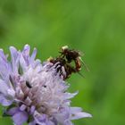 Blütenbesuch 1