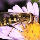 Blütenbesuch