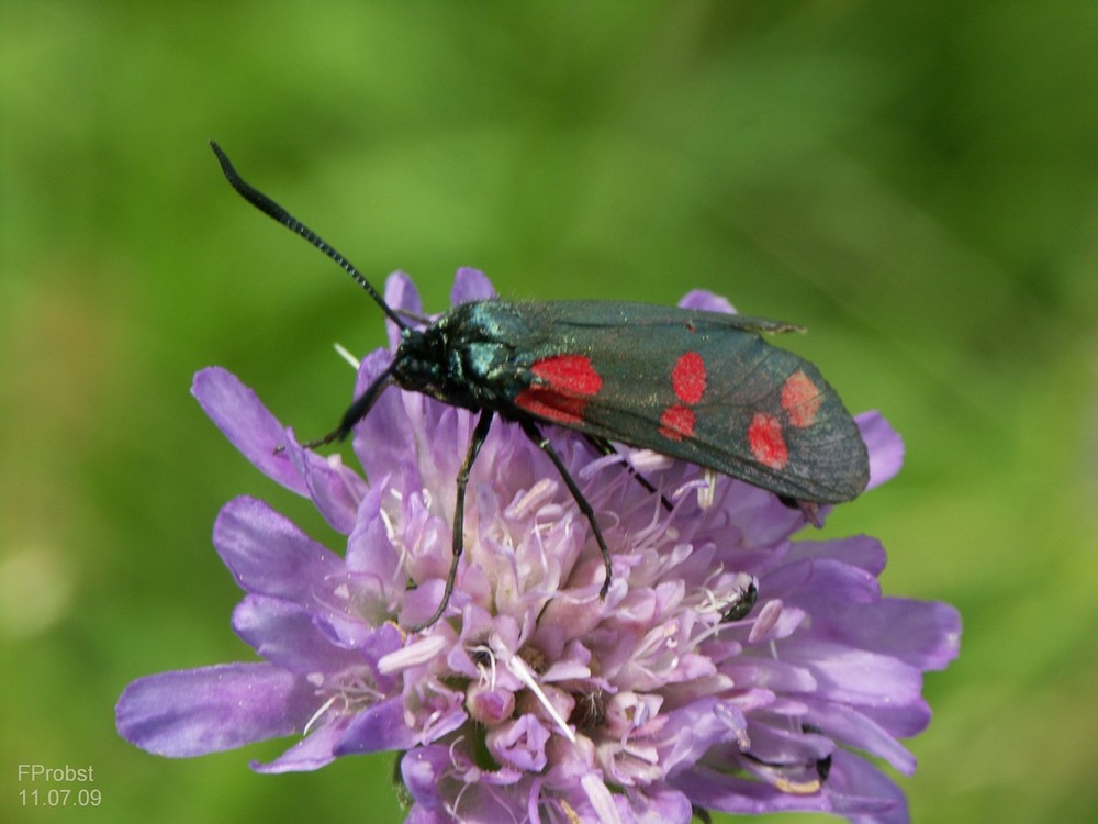 Blütenbesuch 2