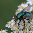 Blütenbesuch (2)