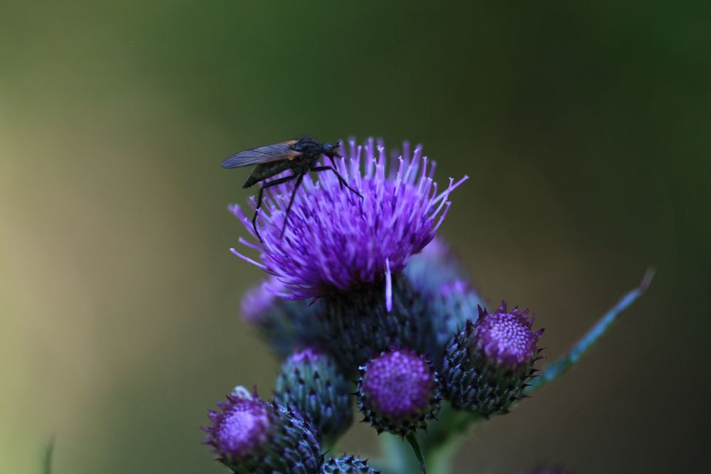 Blütenbesuch