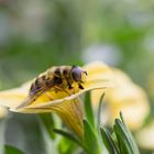 BLÜTENBESUCH