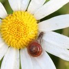 Blütenbesuch