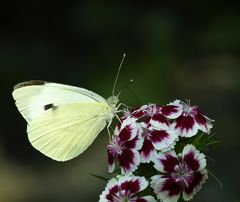 Blütenbesuch