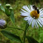 Blütenbesuch