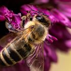 Blütenbesuch beim Allium