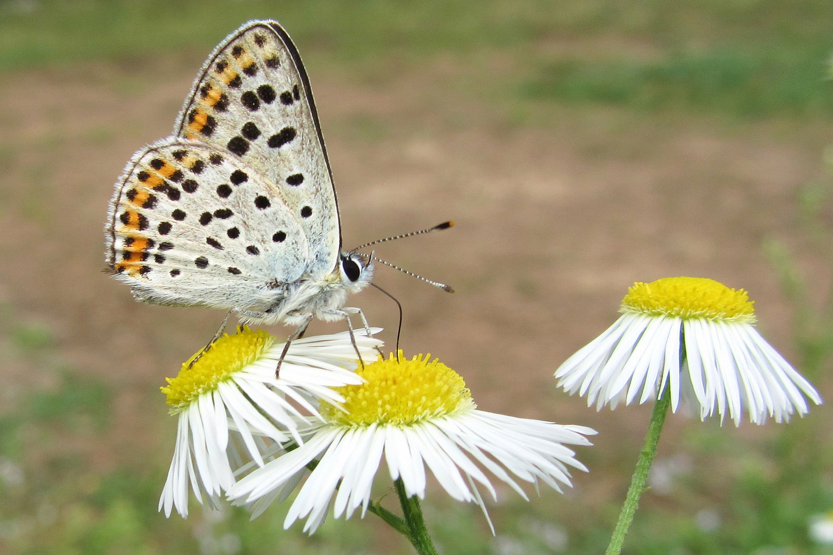 Blütenbesuch - Brauner Feuerfalter (Lycaena tityrus)