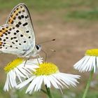 Blütenbesuch - Brauner Feuerfalter (Lycaena tityrus)