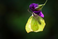 Blütenbesuch