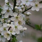 - Blütenbesuch -