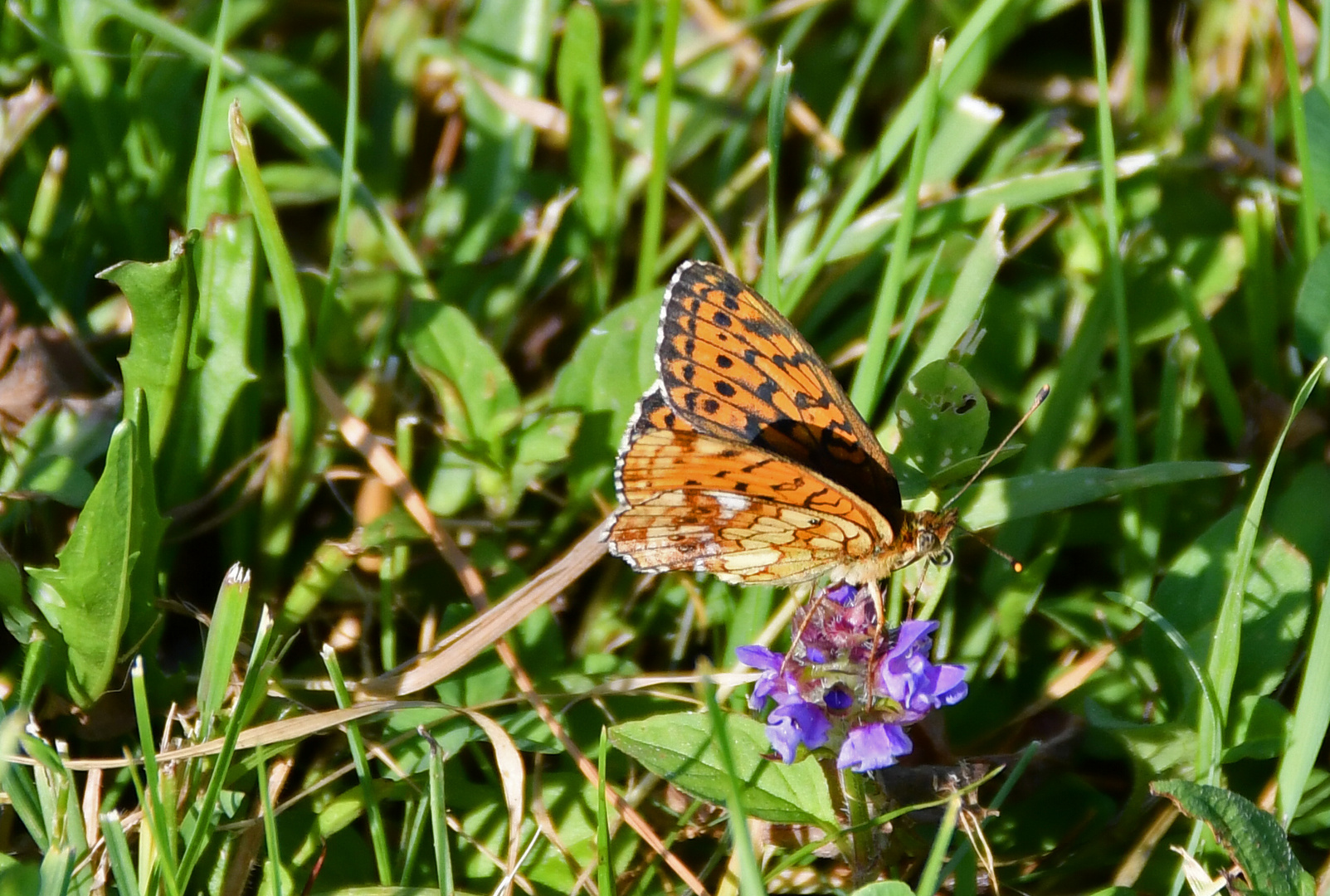 Blütenbesuch von einem Schmetterling