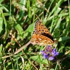 Blütenbesuch von einem Schmetterling