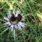 Blütenbesucher auf stacheliger Umgebung