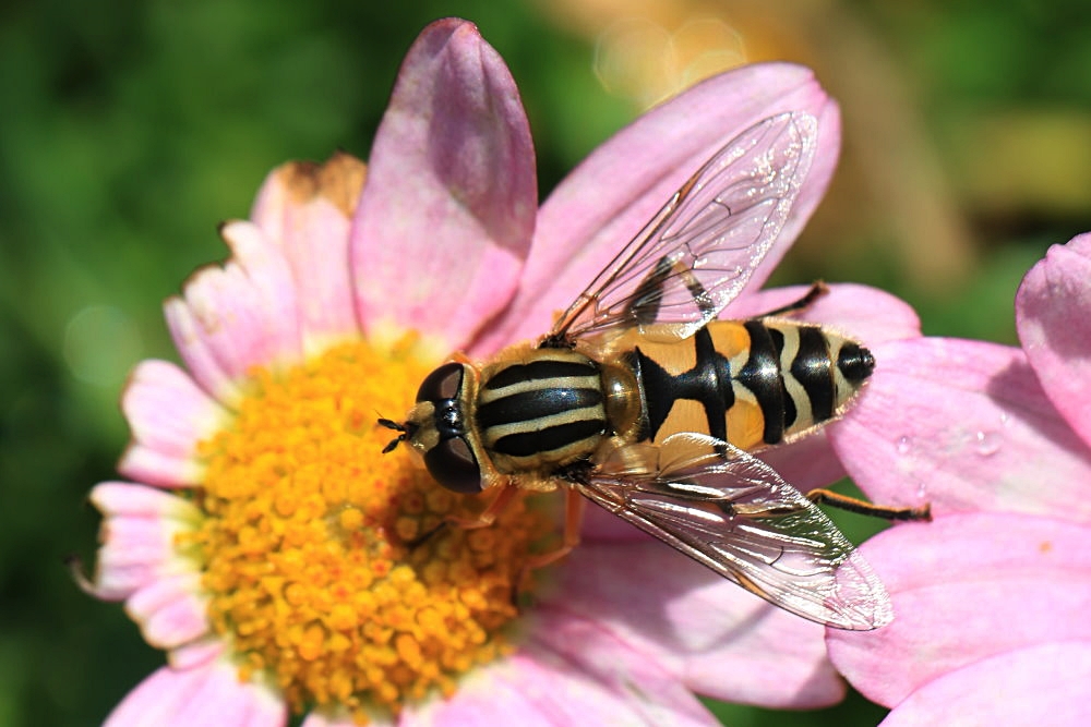 Blütenbesucher - eine Schwebfliege