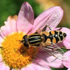 Blütenbesucher - eine Schwebfliege