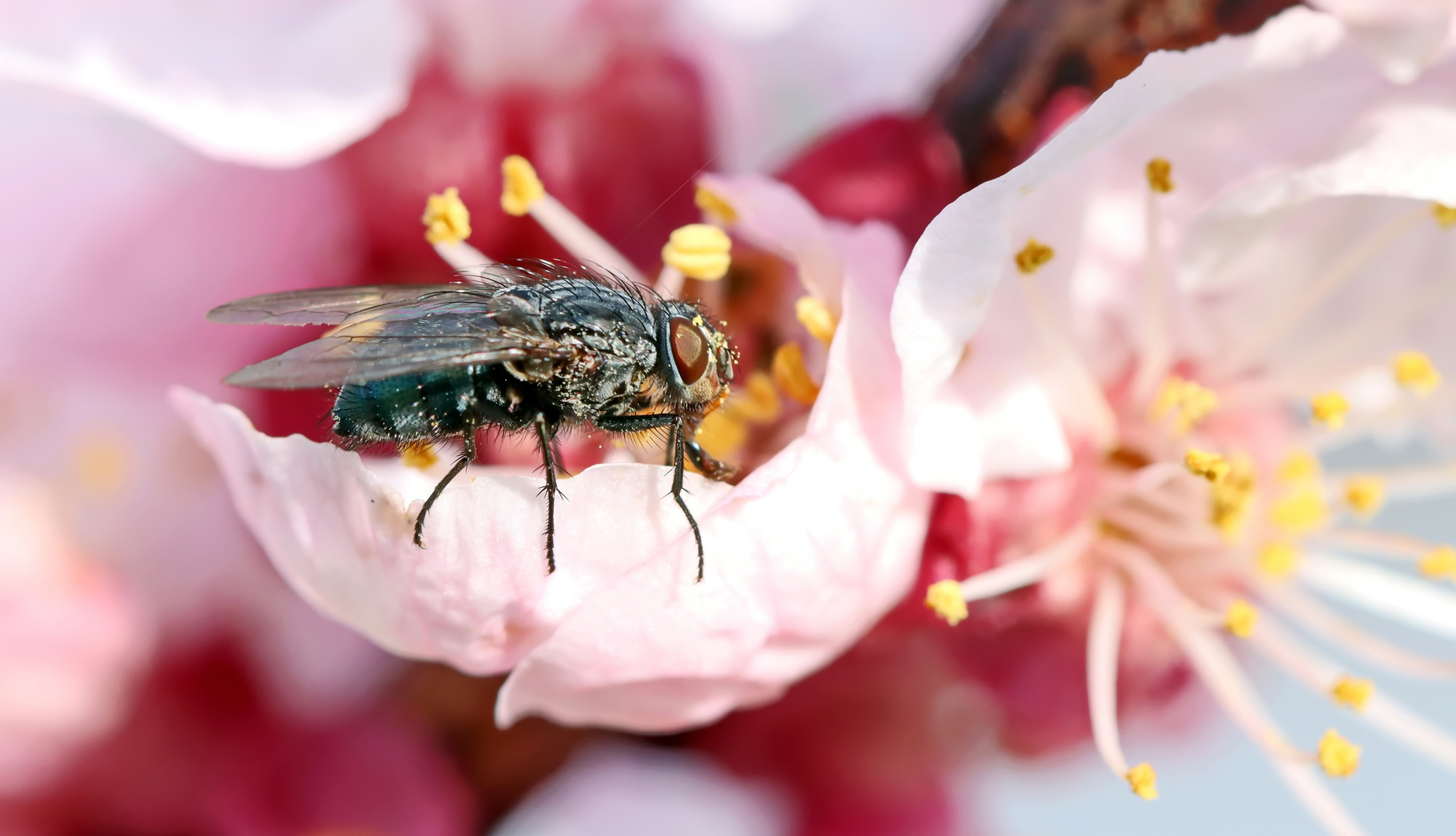 Blütenbesucher,Calliphora vicina