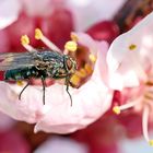 Blütenbesucher,Calliphora vicina