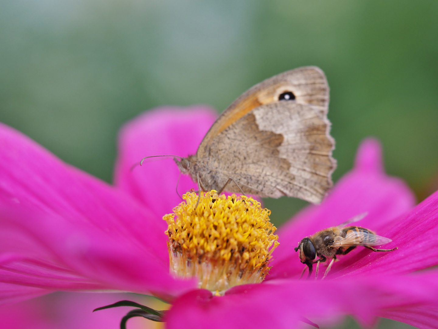 Blüten.Besuchs.Tag.