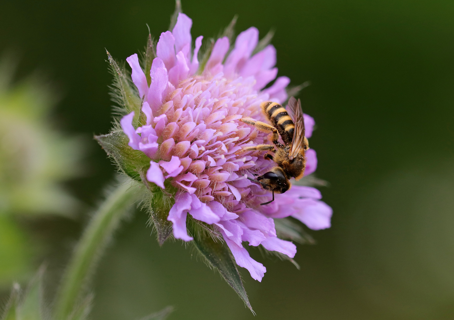 Blütenbienchen