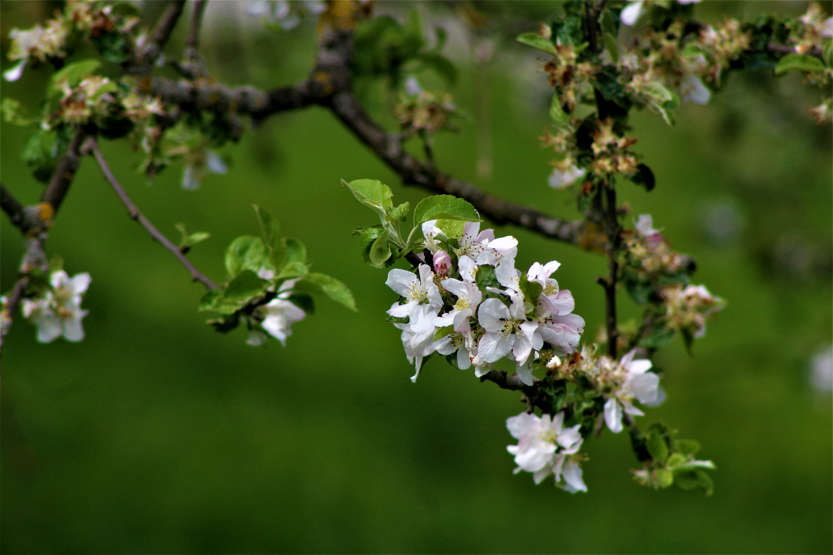 Blütenbilder