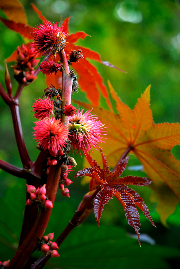 Blüten/Blätter