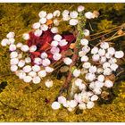 Blütenblätter im Teich