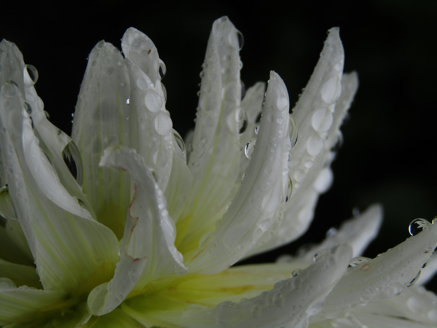 Blütenblätter nach dem Regen