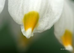 Blütenblatt des Märzenbechers