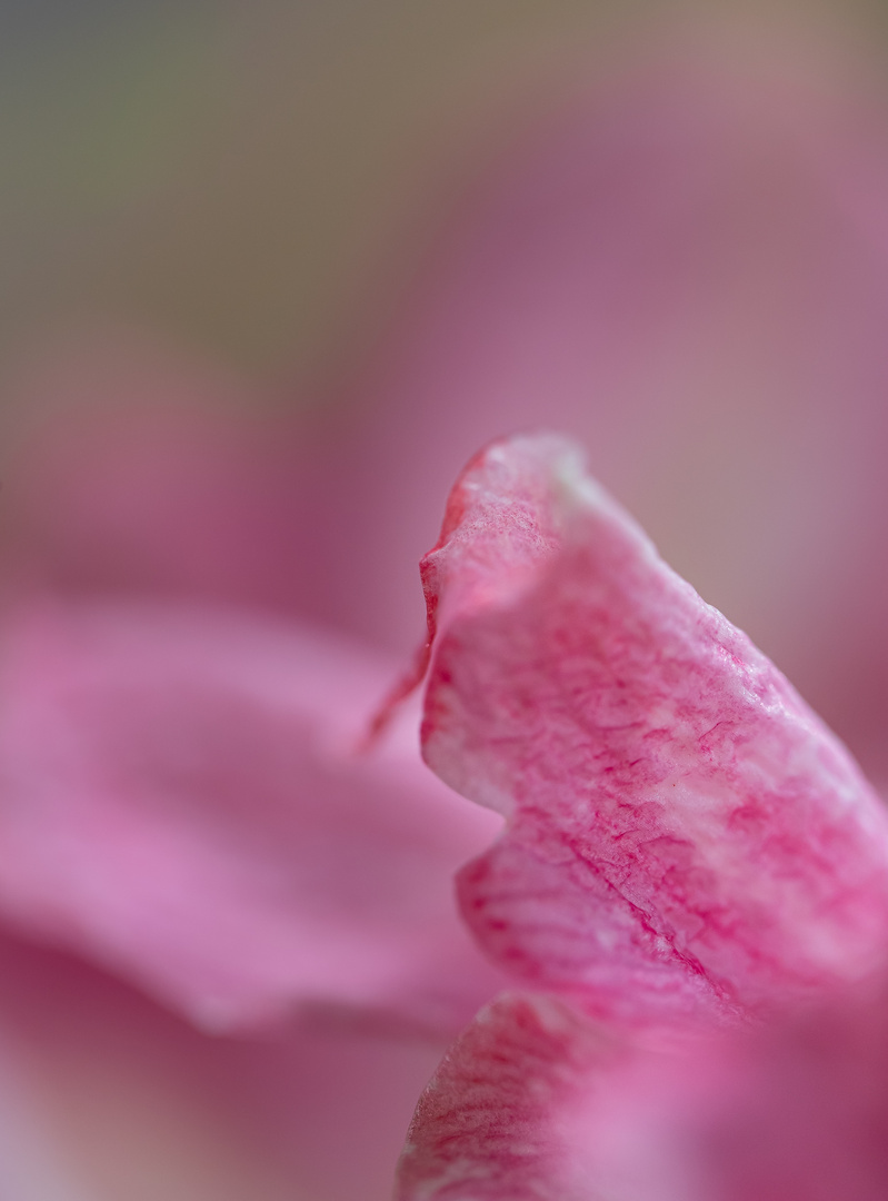 Blütenblatt einer Amaryllis