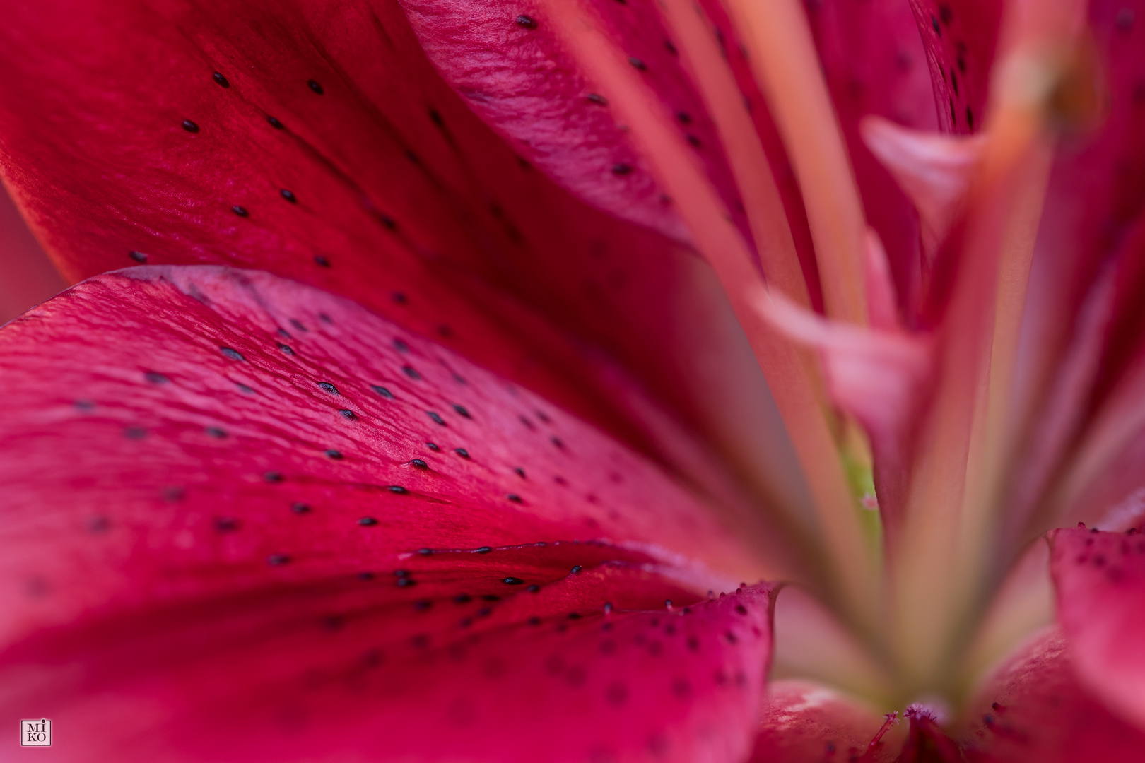 Blütenblatt einer roten Lilie