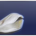 Blütenblatt einer Tulpe