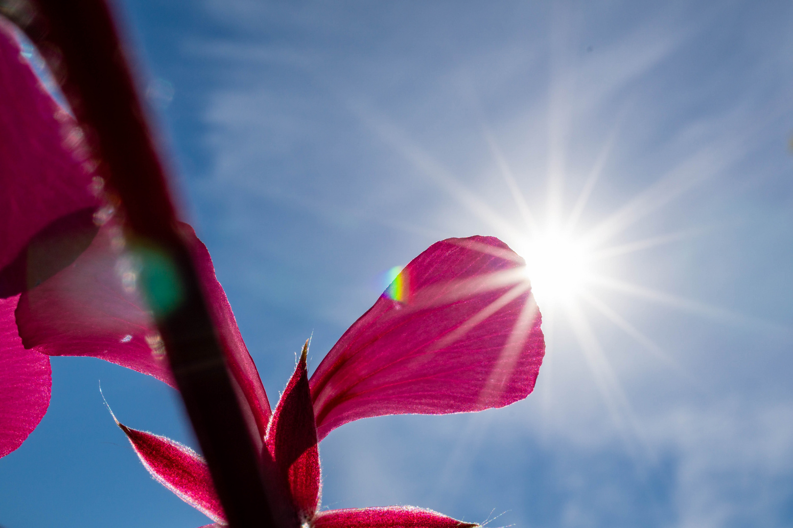 Blütenblatt im Sonnenschein