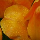 Blütenblatt mit Regen