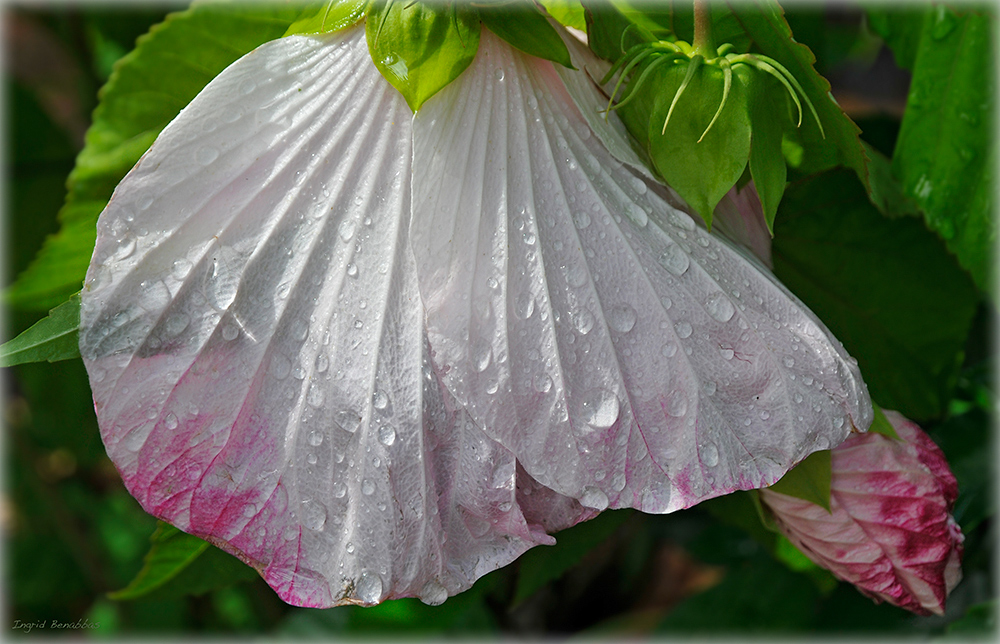 Blütenblatt nach Regen