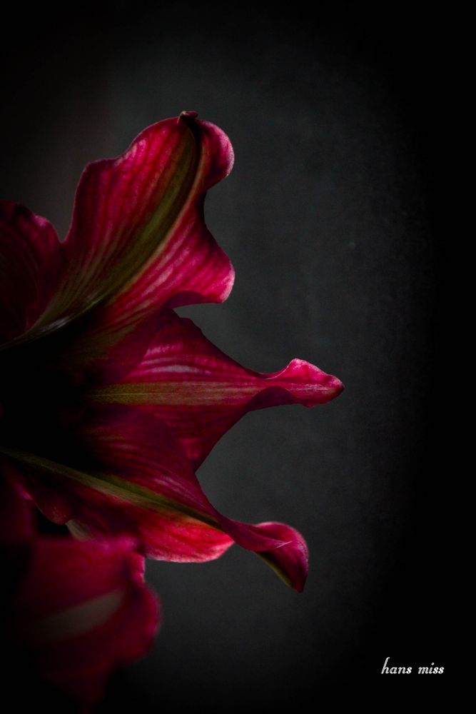 Blutenblatt Umriss Von Einer Amaryllis Foto Bild Sonstiges Natur Bilder Auf Fotocommunity