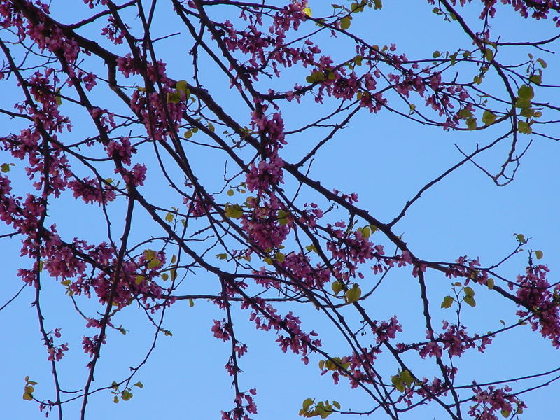 Blütenblauer Himmel