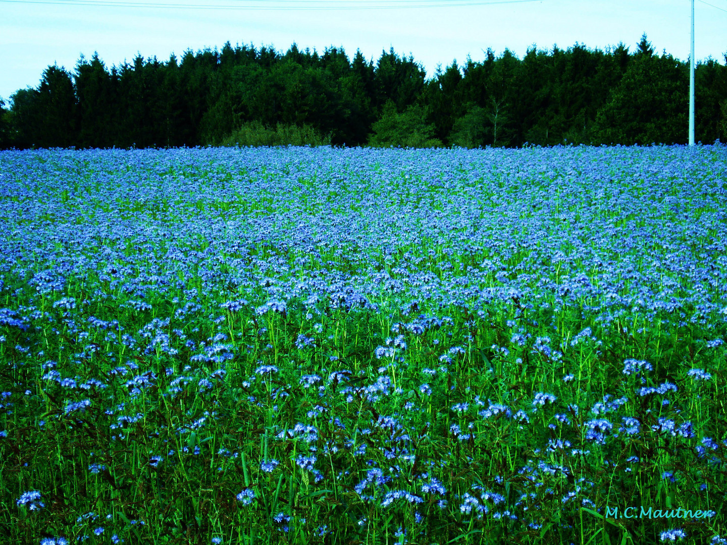 BlütenBlumenMeer