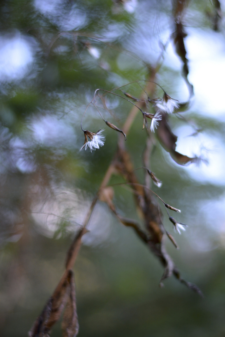 Blütenbokeh