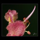 Blütencocktail