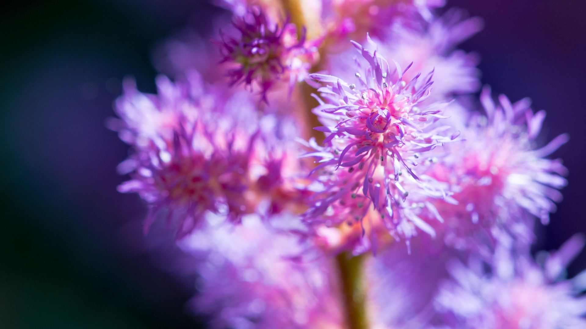 Blütendetail einer Astilbe