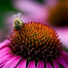 Blütendetail mit Biene