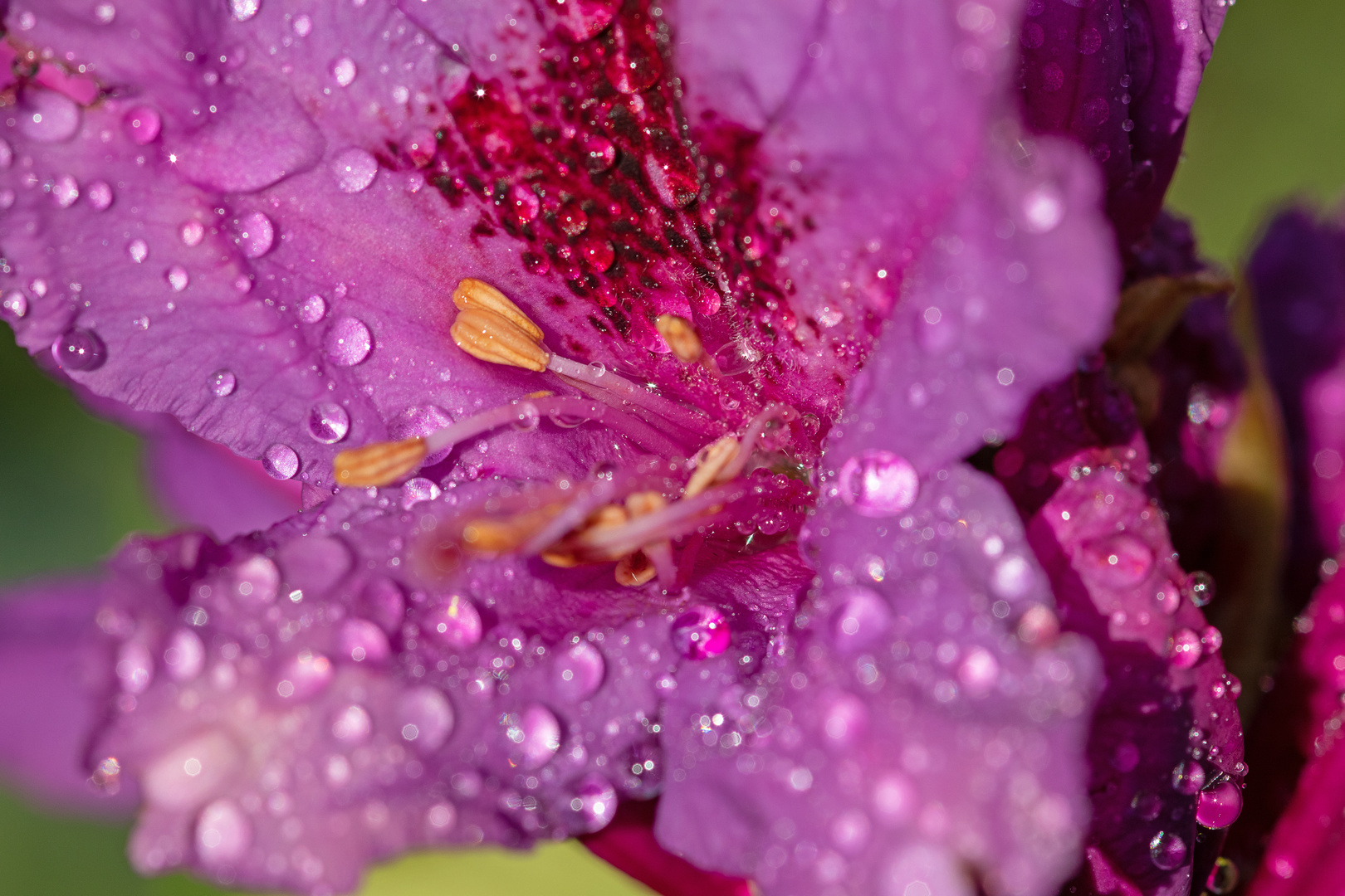 Blütendetail Rhododendron