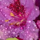 Blütendetail Rhododendron