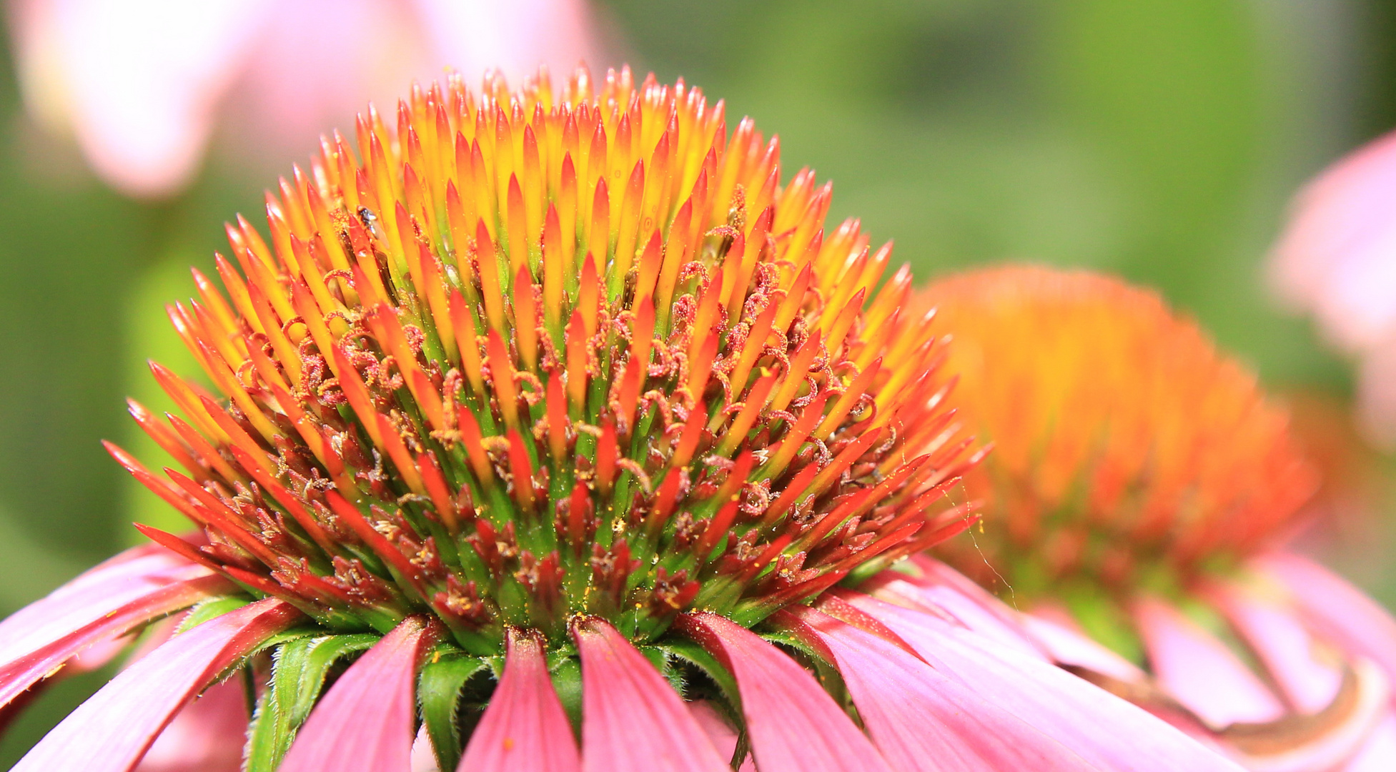 Blütendetail, Sommer 2015