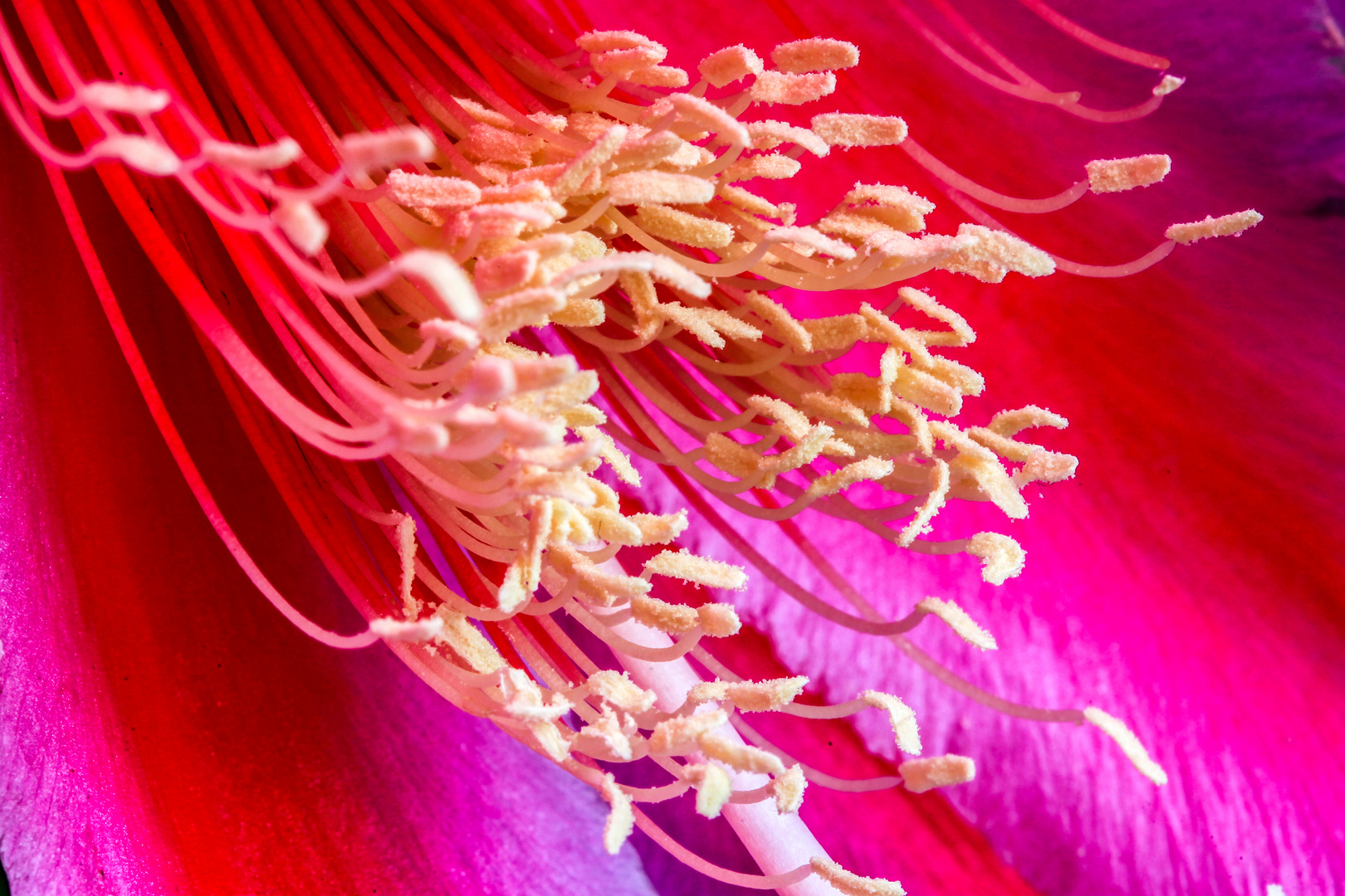 Blütendetails eines Gliederkaktus