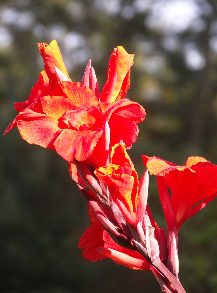 Blütendolde der Canna